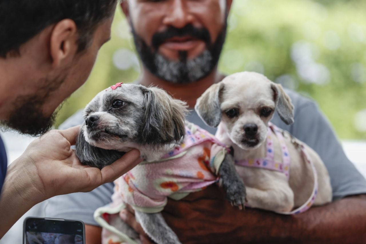 Castração gratuita em Jundiaí já atendeu 2,4 mil pets em 2025