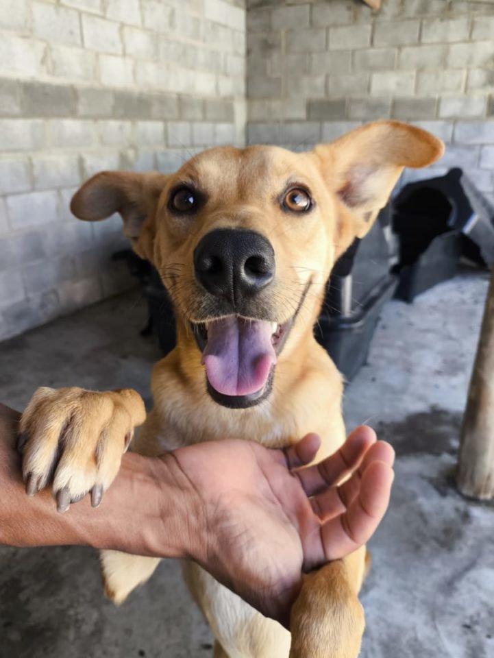 Castração gratuita em Jundiaí chega ao Santa Clara com microchipagem