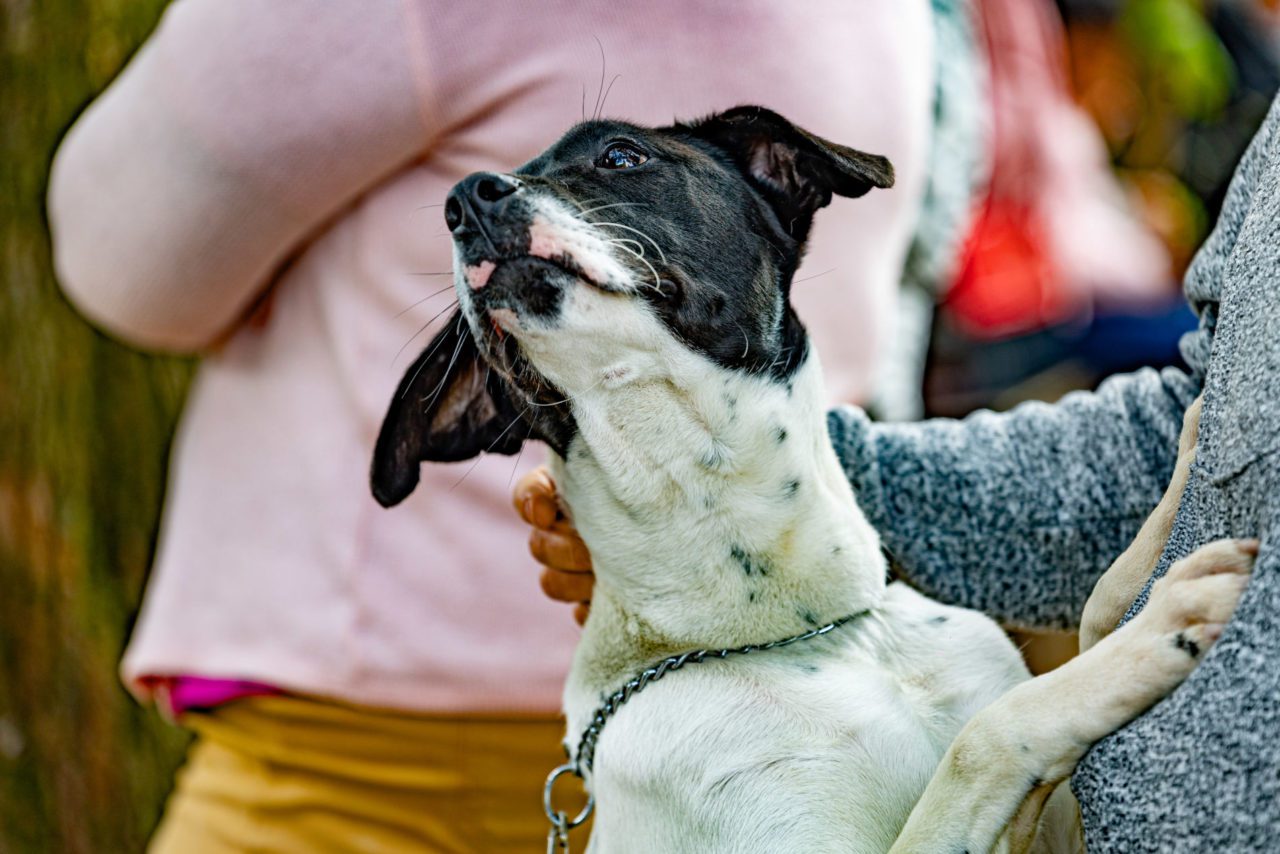 Em Jundiaí, mutirão de castração e microchipagem amplia acesso gratuito