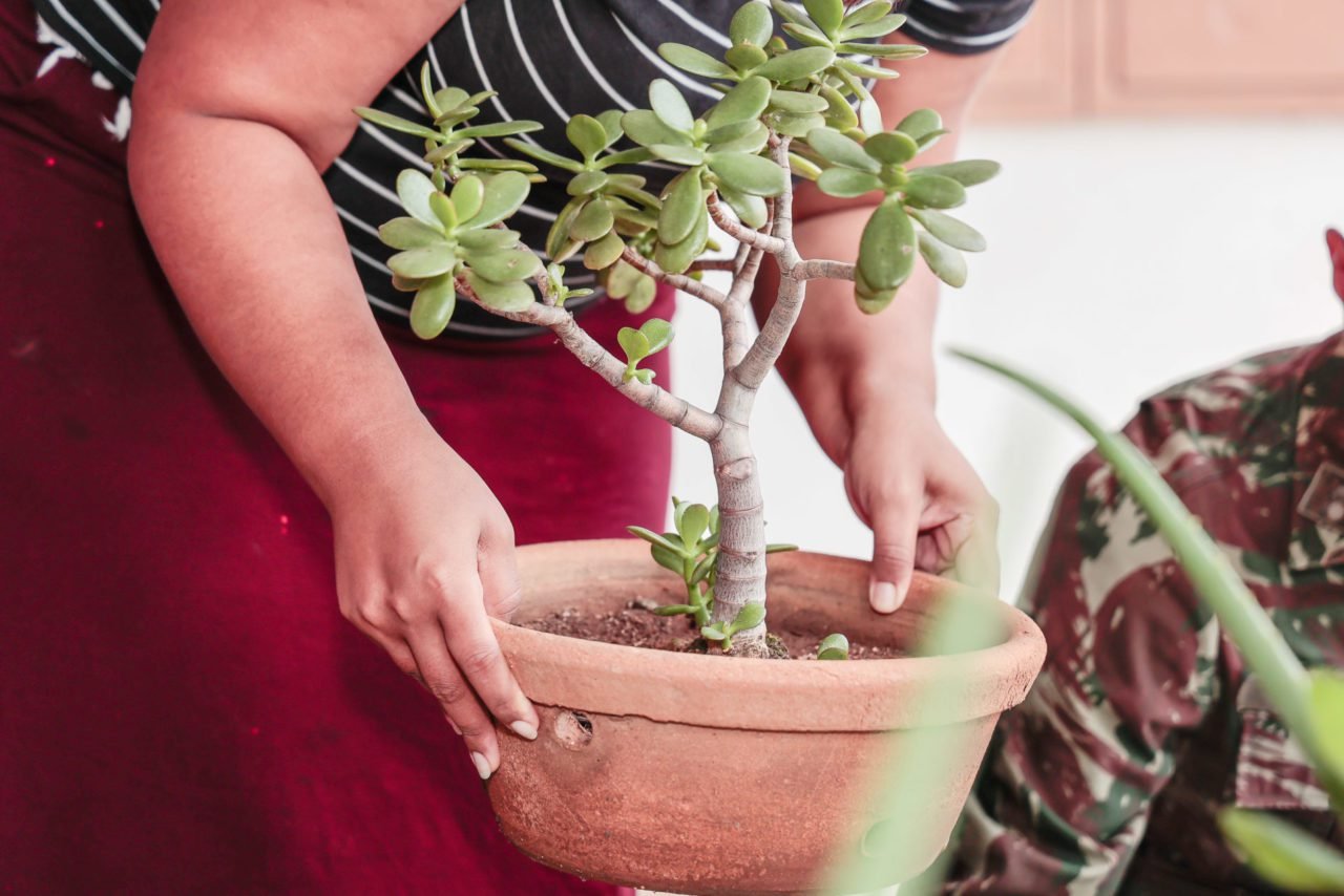 Jundiaí intensifica combate à dengue com ações preventivas no verão