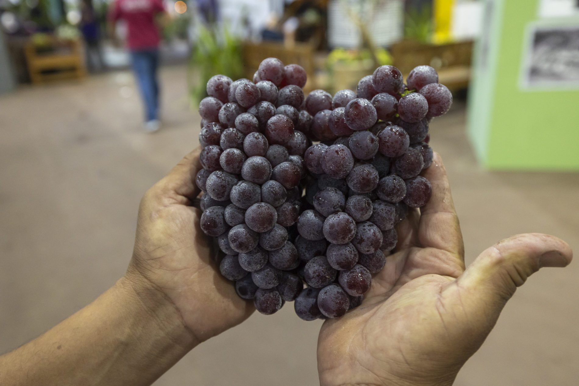 Festa da Uva 2026 celebra gastronomia criativa e identidade local em Jundiaí