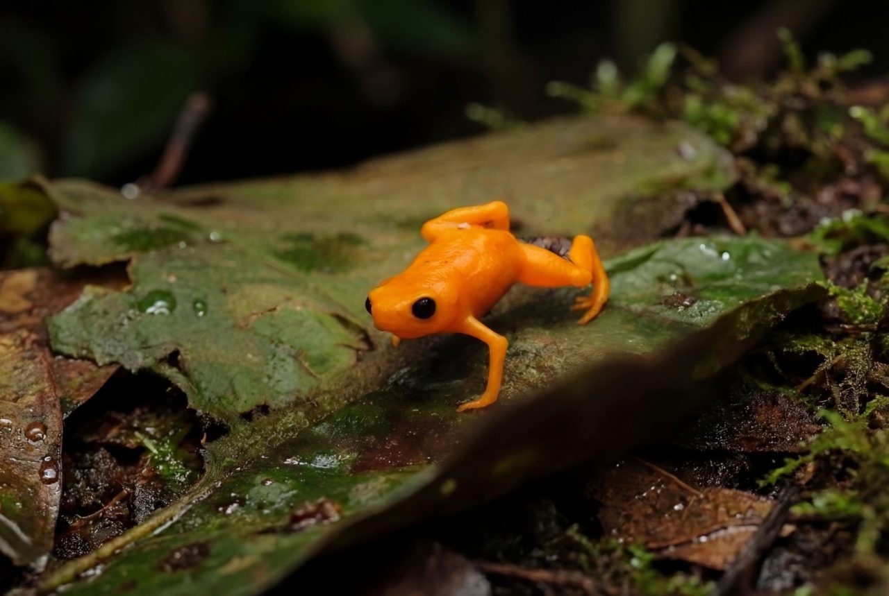 Impactos do crescimento urbano na Serra do Japi orientam planejamento em Jundiaí