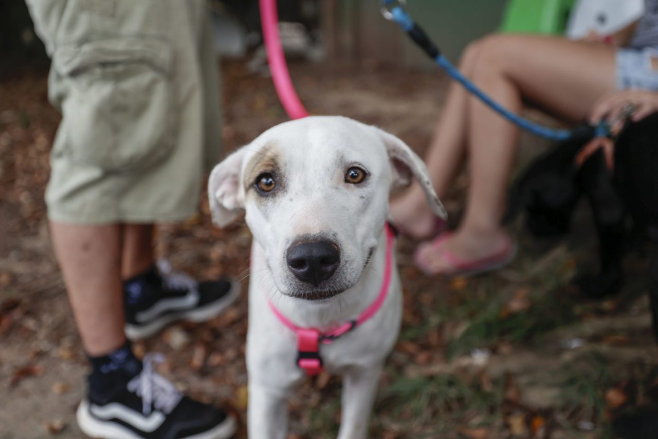 Mutirão de castração em Jundiaí abre agendamento