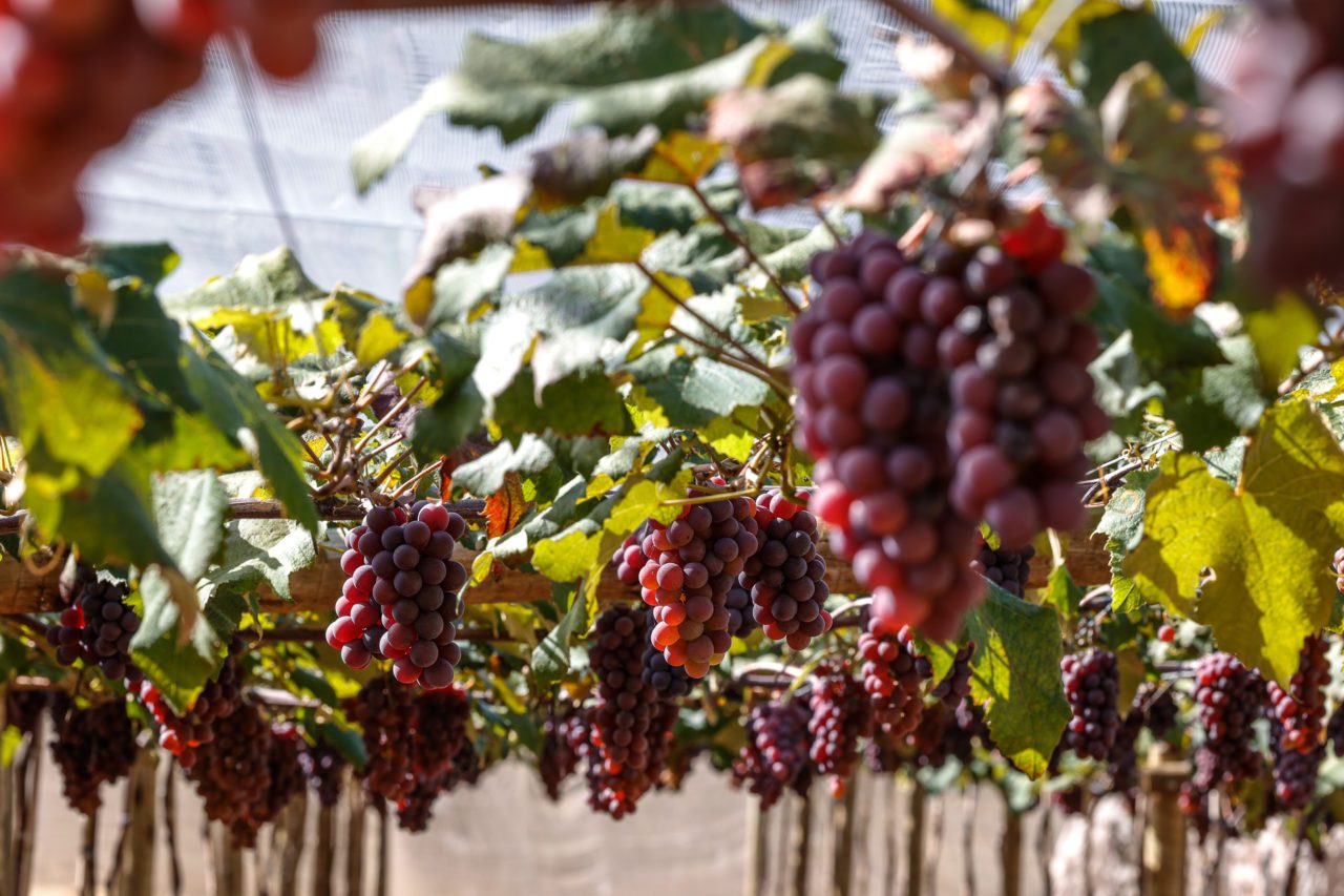 Páscoa Jundiaí turismo lazer reúne opções para todos