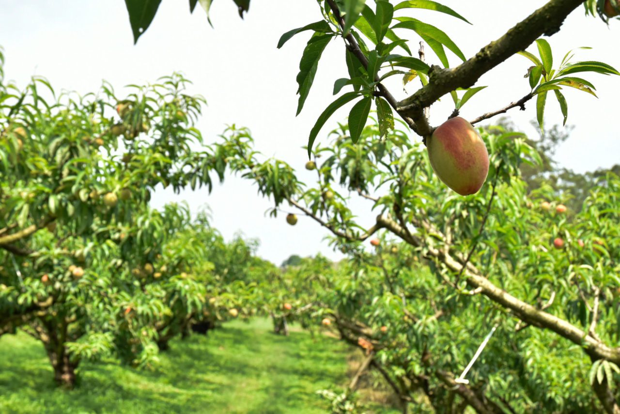 Produção rural sustentável Jundiaí fortalece campo e cidade