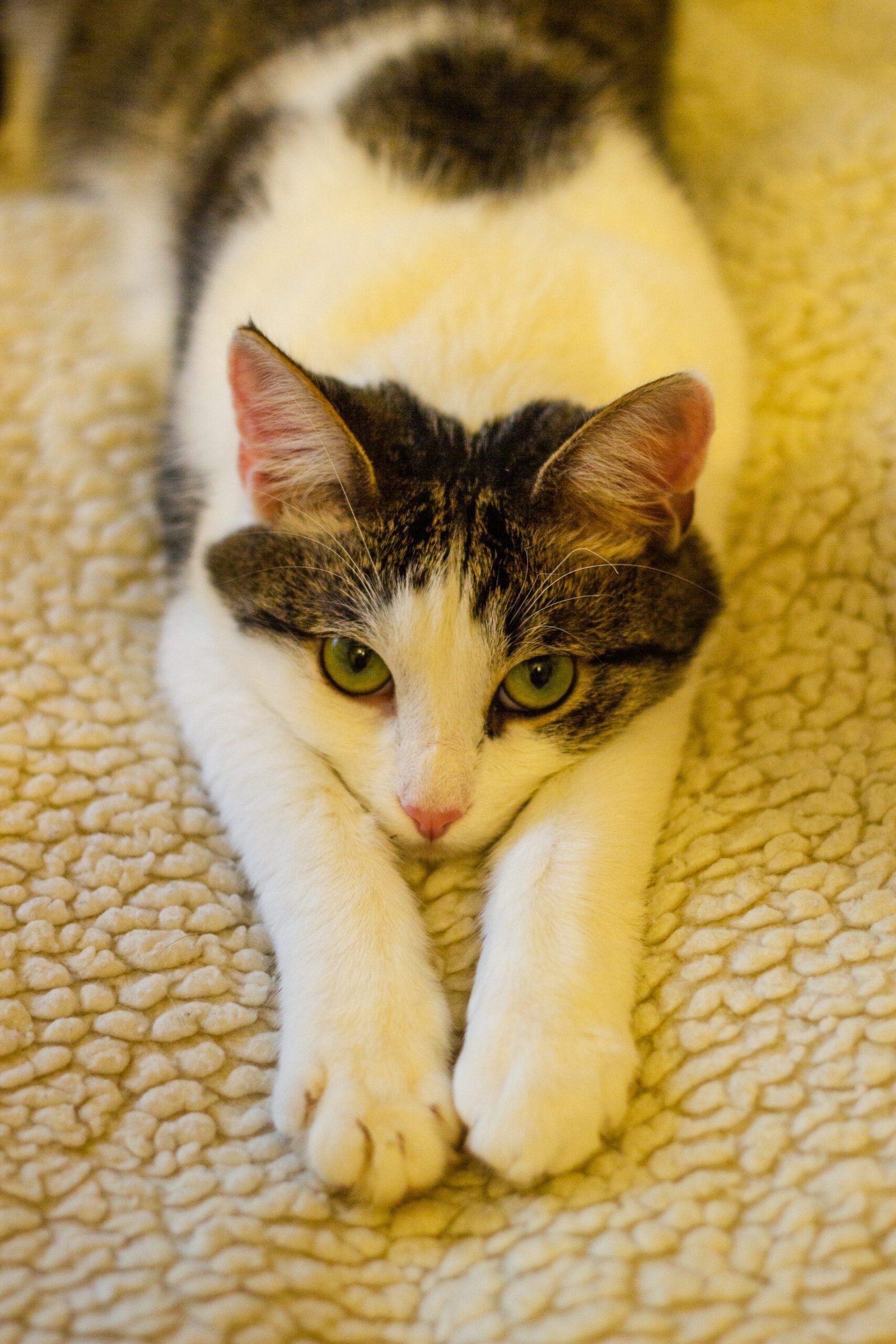 Raiva em gato após 40 anos alerta tutores em Jundiaí